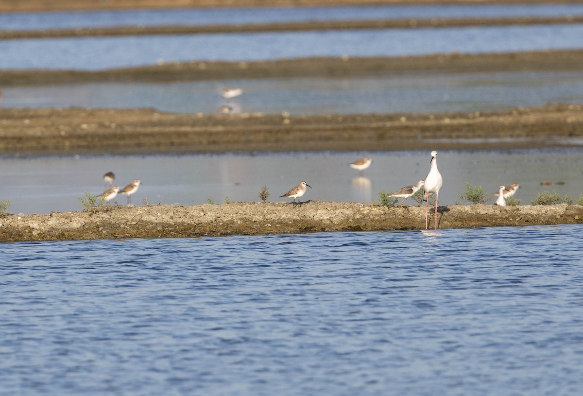Curlew Sandpiper - ML632959310
