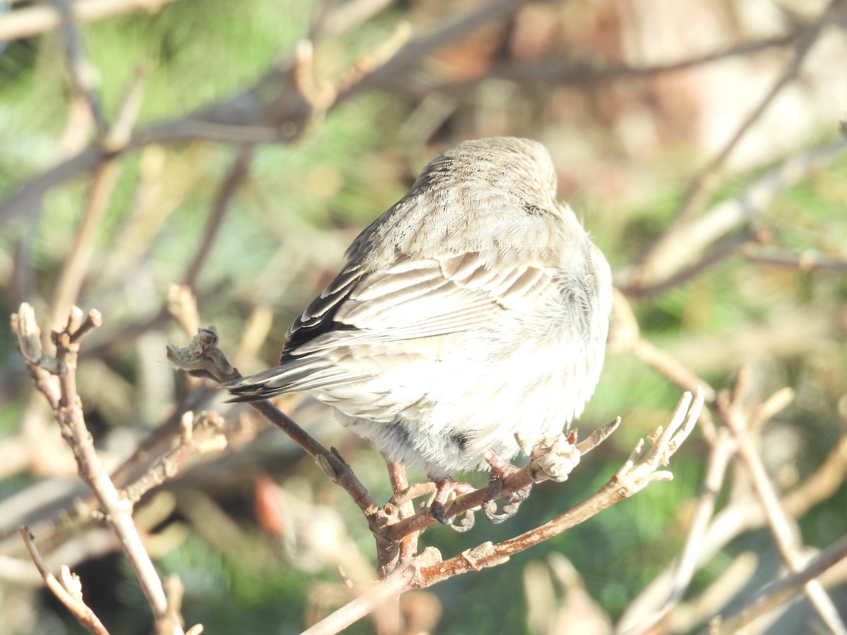 finch sp. - ML632959488
