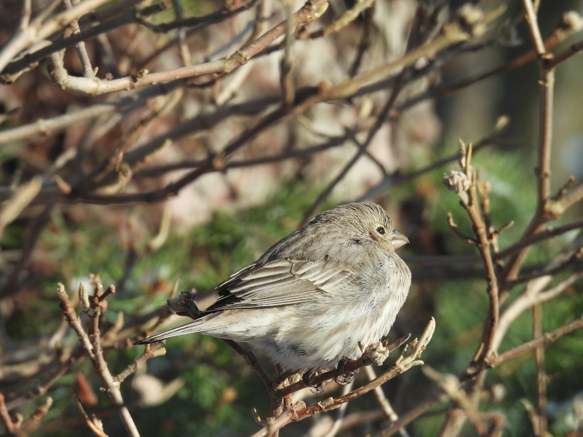 finch sp. - ML632959489
