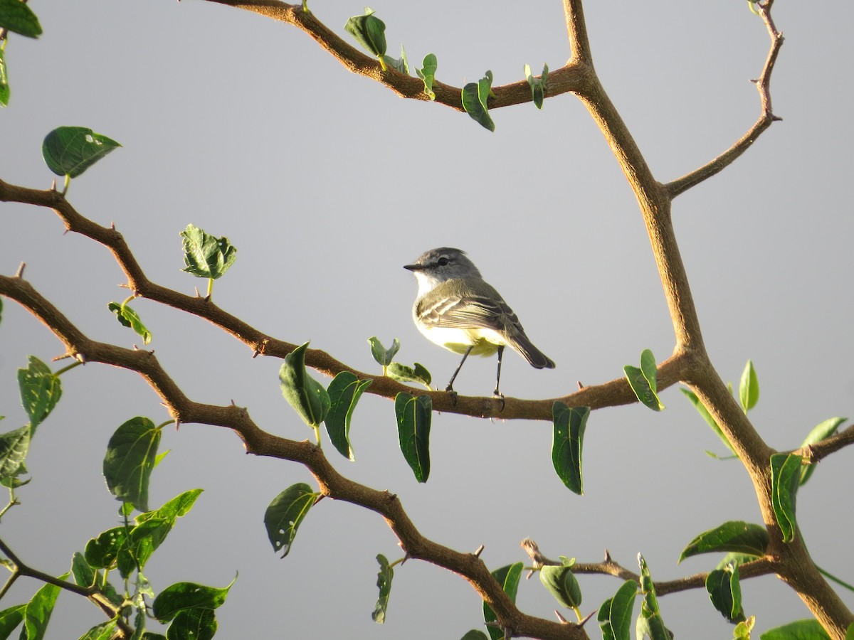 White-crested Tyrannulet (Sulphur-bellied) - ML632959493