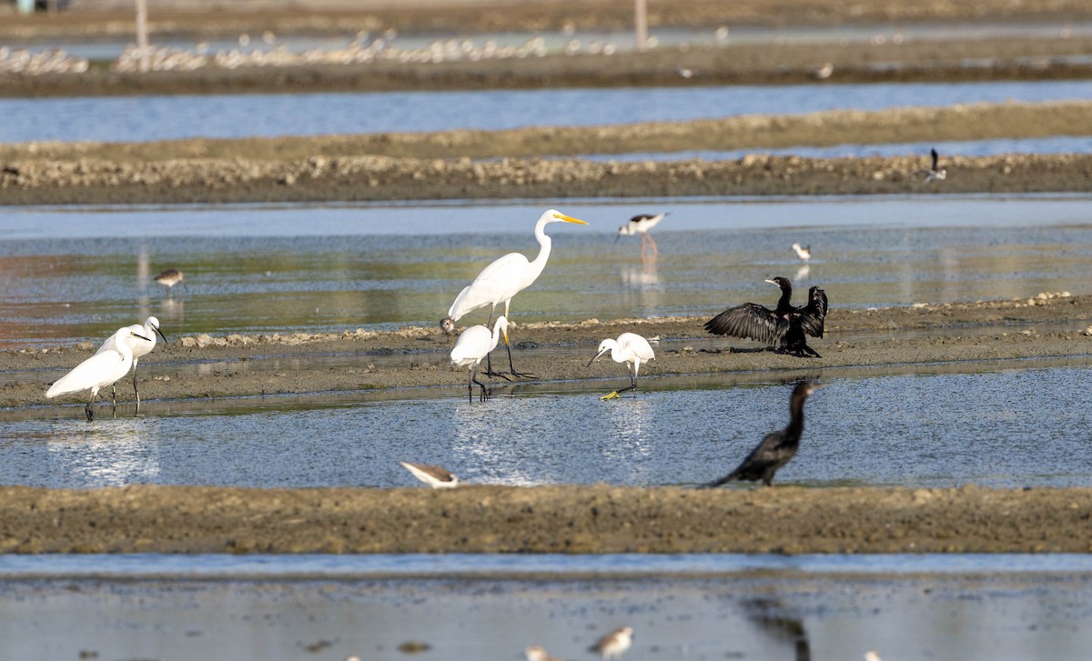 Little Egret - ML632959505