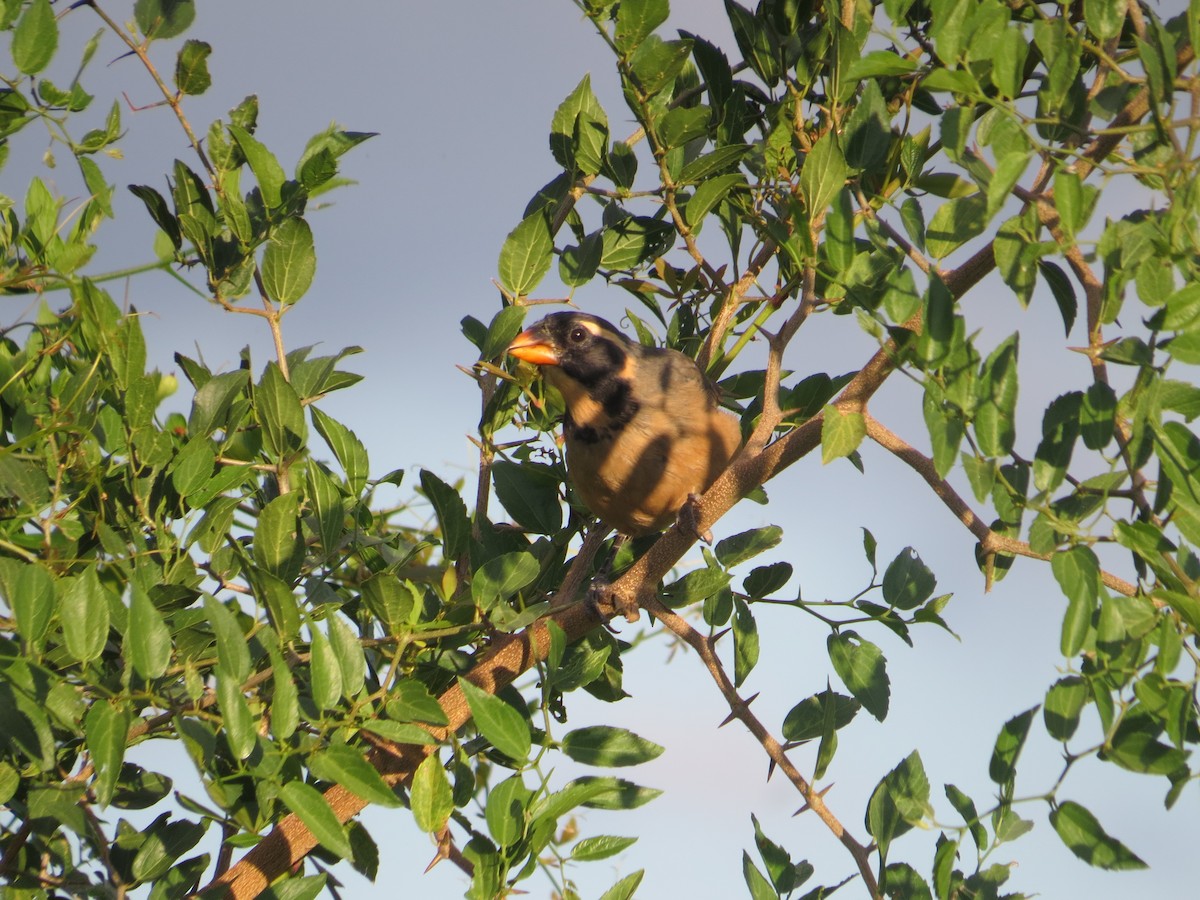 Golden-billed Saltator - ML632959644