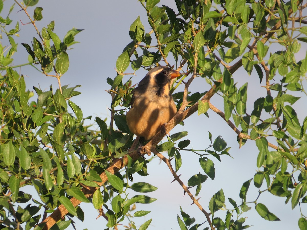 Golden-billed Saltator - ML632959645