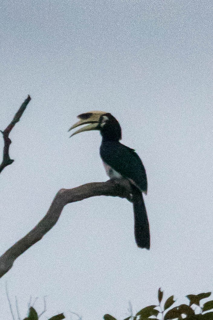 Oriental Pied-Hornbill - ML632959648