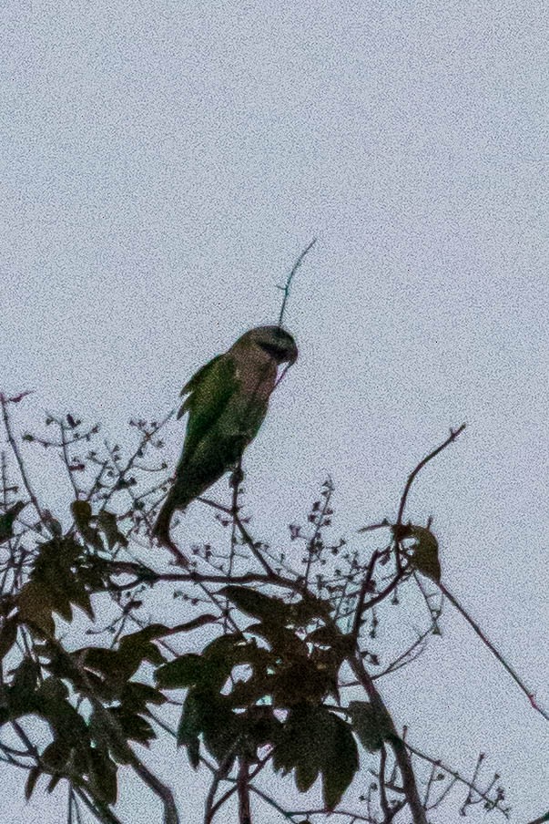 Red-breasted Parakeet - ML632959650