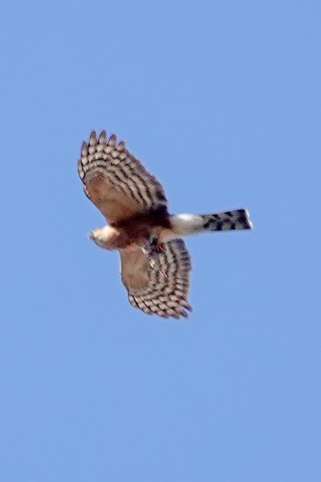 Rufous-breasted Sparrowhawk (Ethiopian) - ML632959665