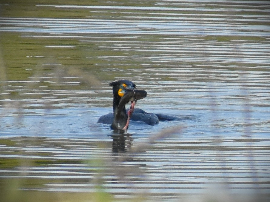Double-crested Cormorant - ML632959730