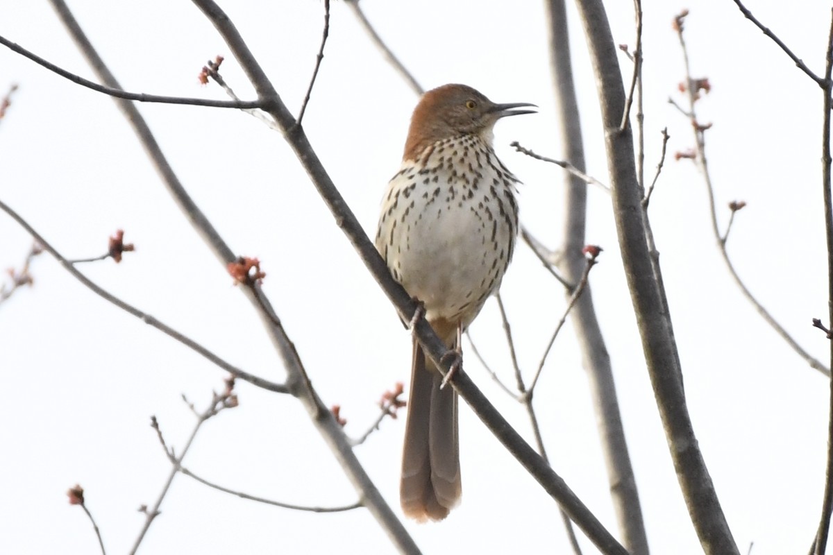 Brown Thrasher - ML632959743