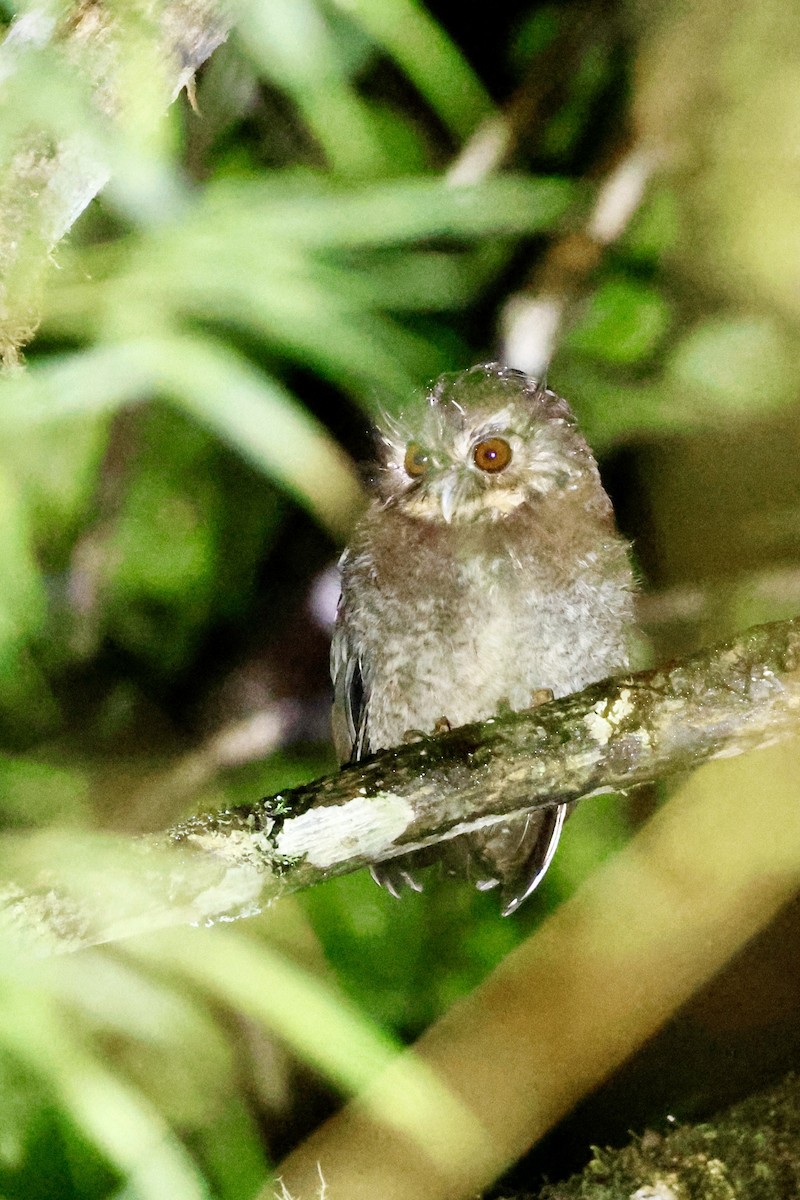 Long-whiskered Owlet - ML632959820