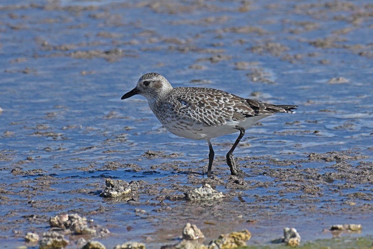 Black-bellied Plover - ML632959854