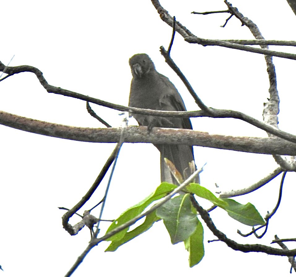 Seychelles Parrot - ML632959858