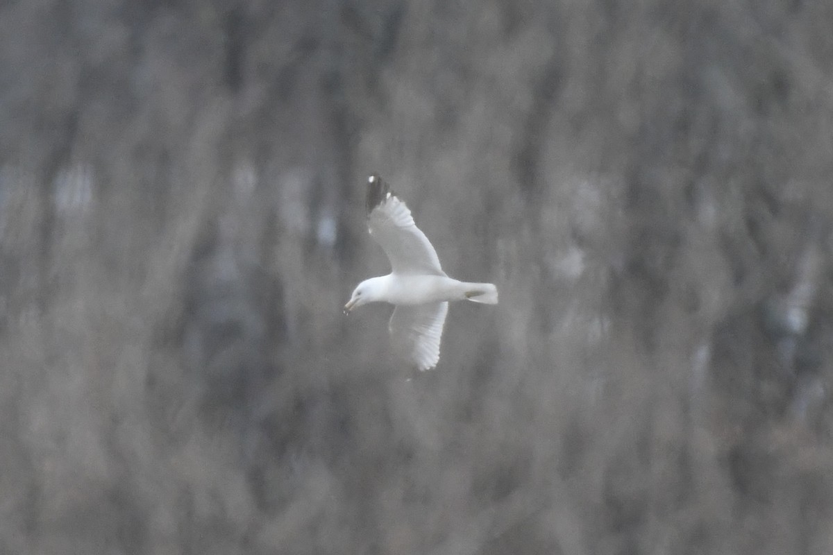 Ring-billed Gull - ML632959880