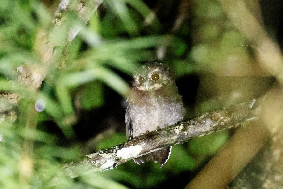 Long-whiskered Owlet - ML632959926