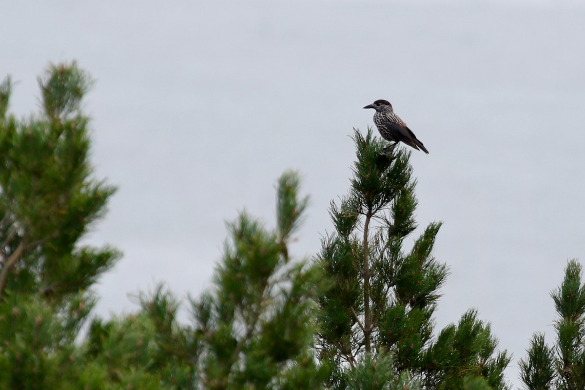 Northern Nutcracker - ML632960027