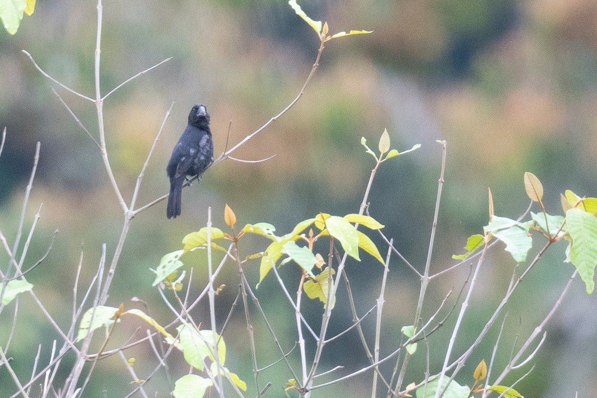 Black-billed Seed-Finch - ML632960108