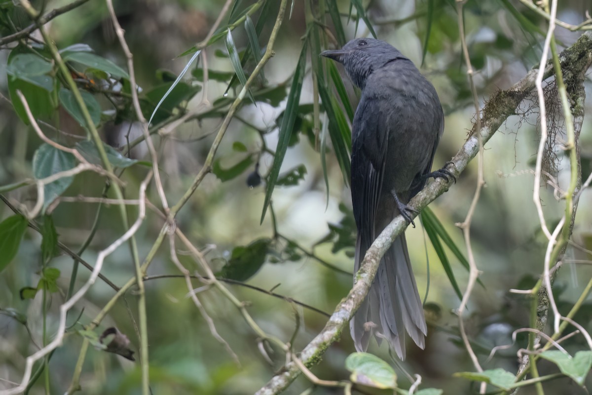 Dusky Piha - ML632960206