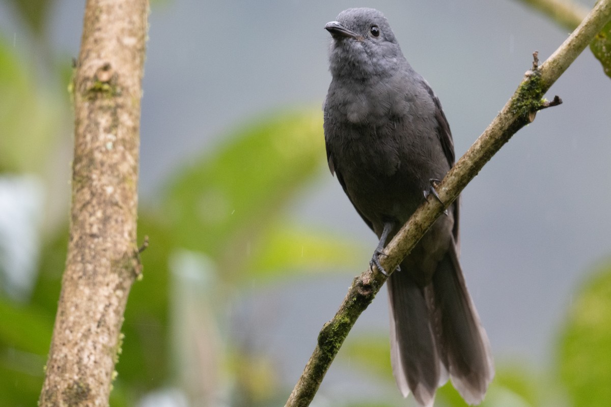Dusky Piha - ML632960207