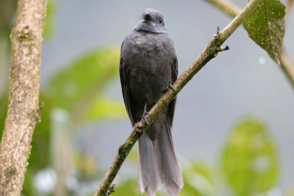 Dusky Piha - ML632960210