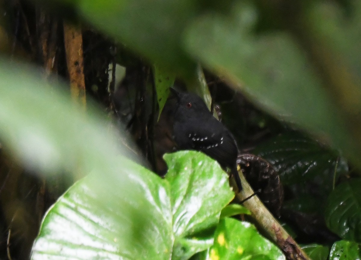 Esmeraldas Antbird - ML632960270