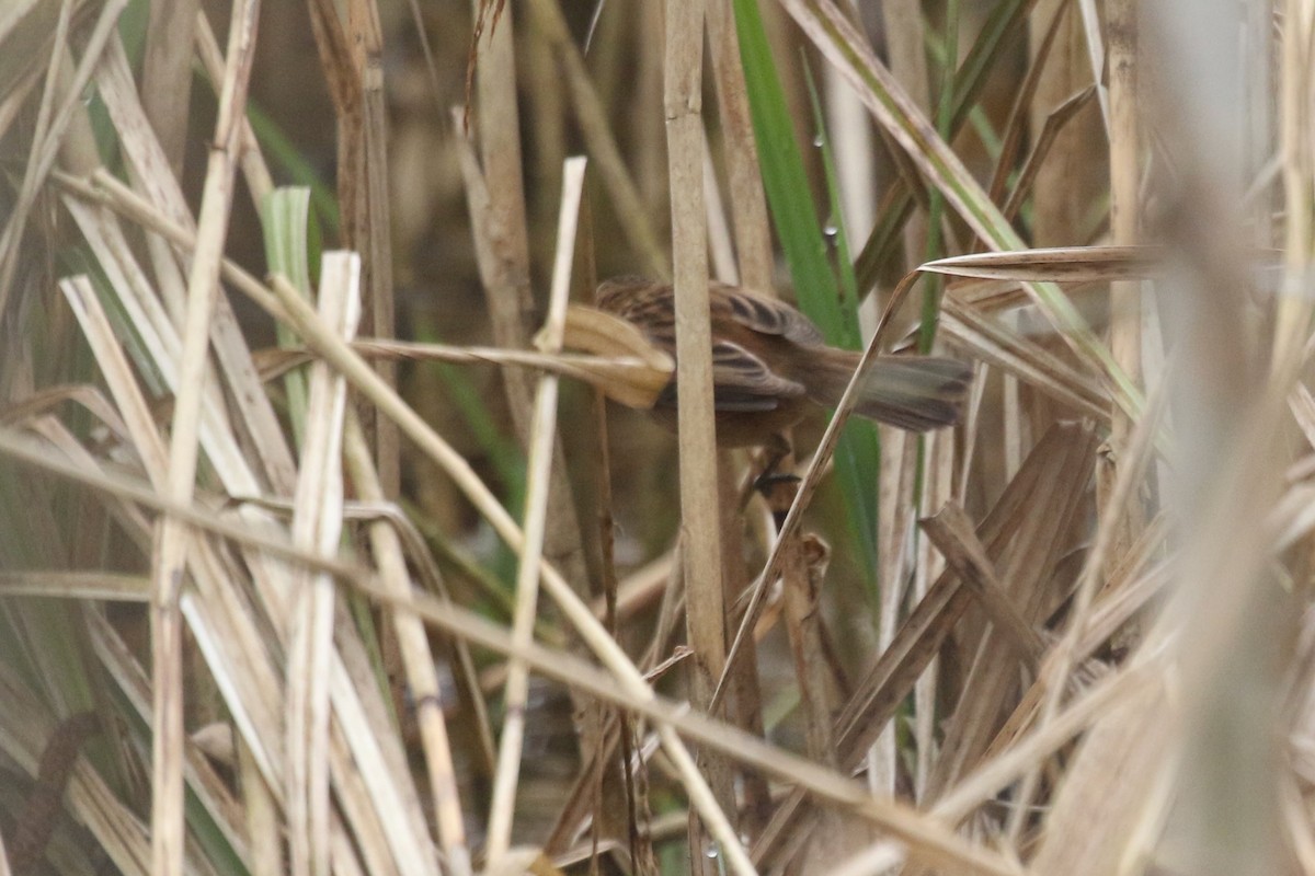 Moustached Warbler - ML632960376