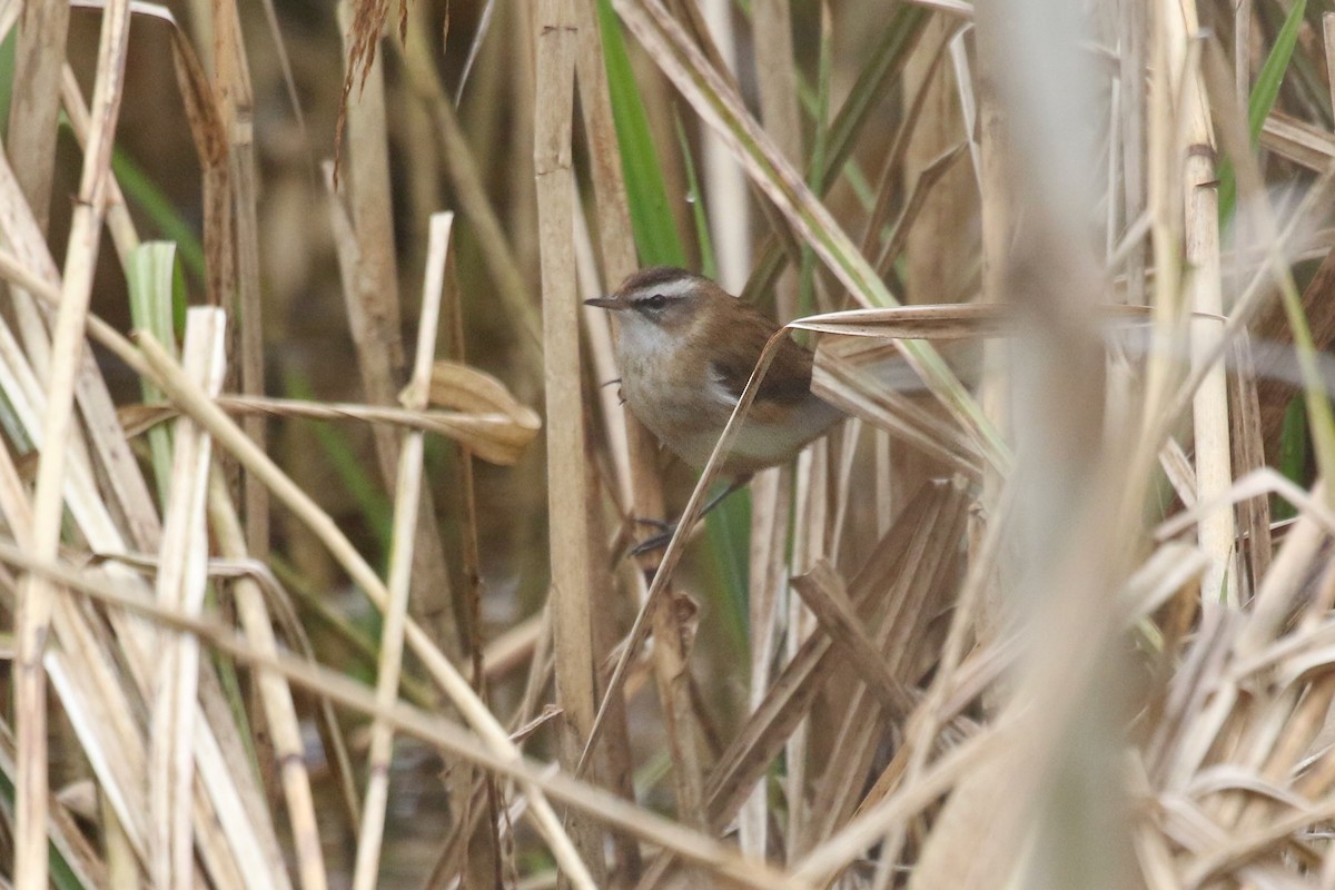 Moustached Warbler - ML632960377