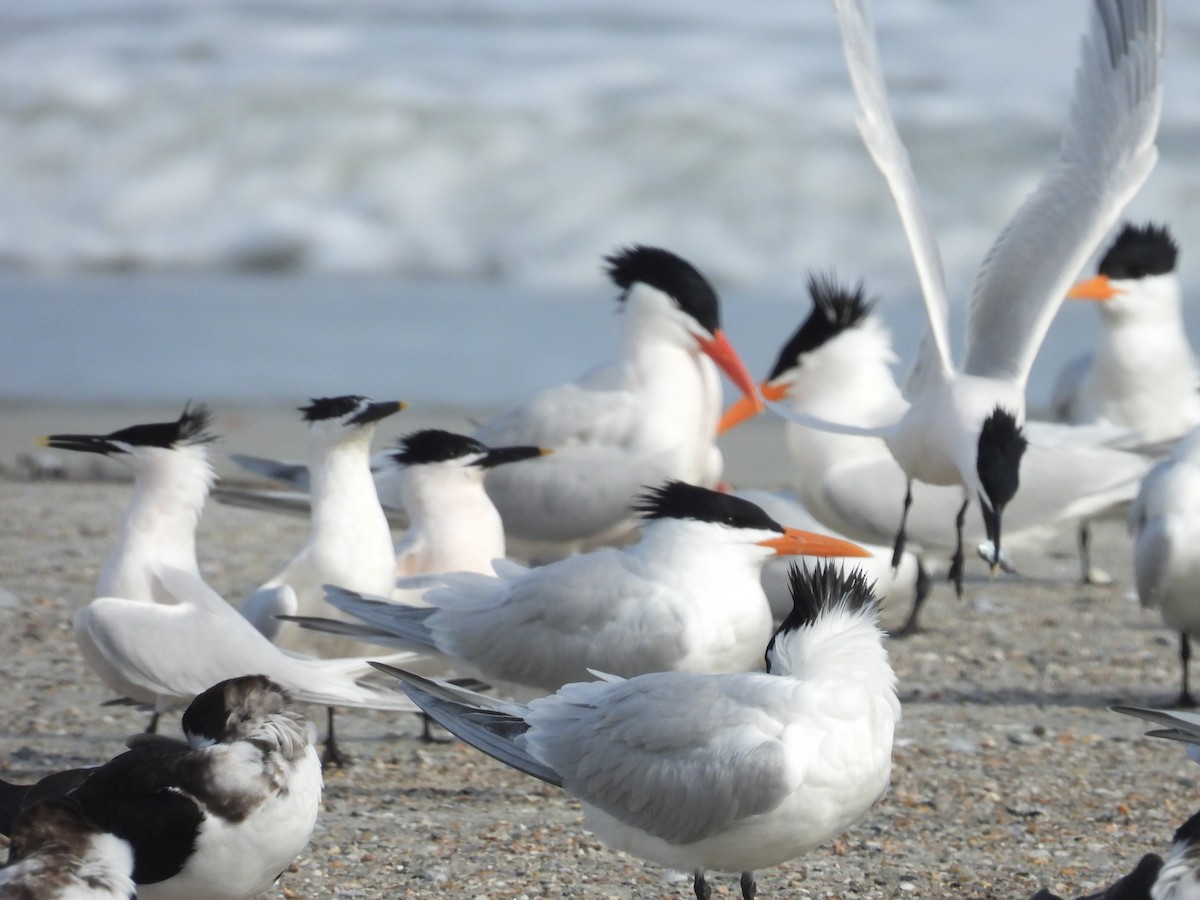 Sandwich Tern - ML632960552