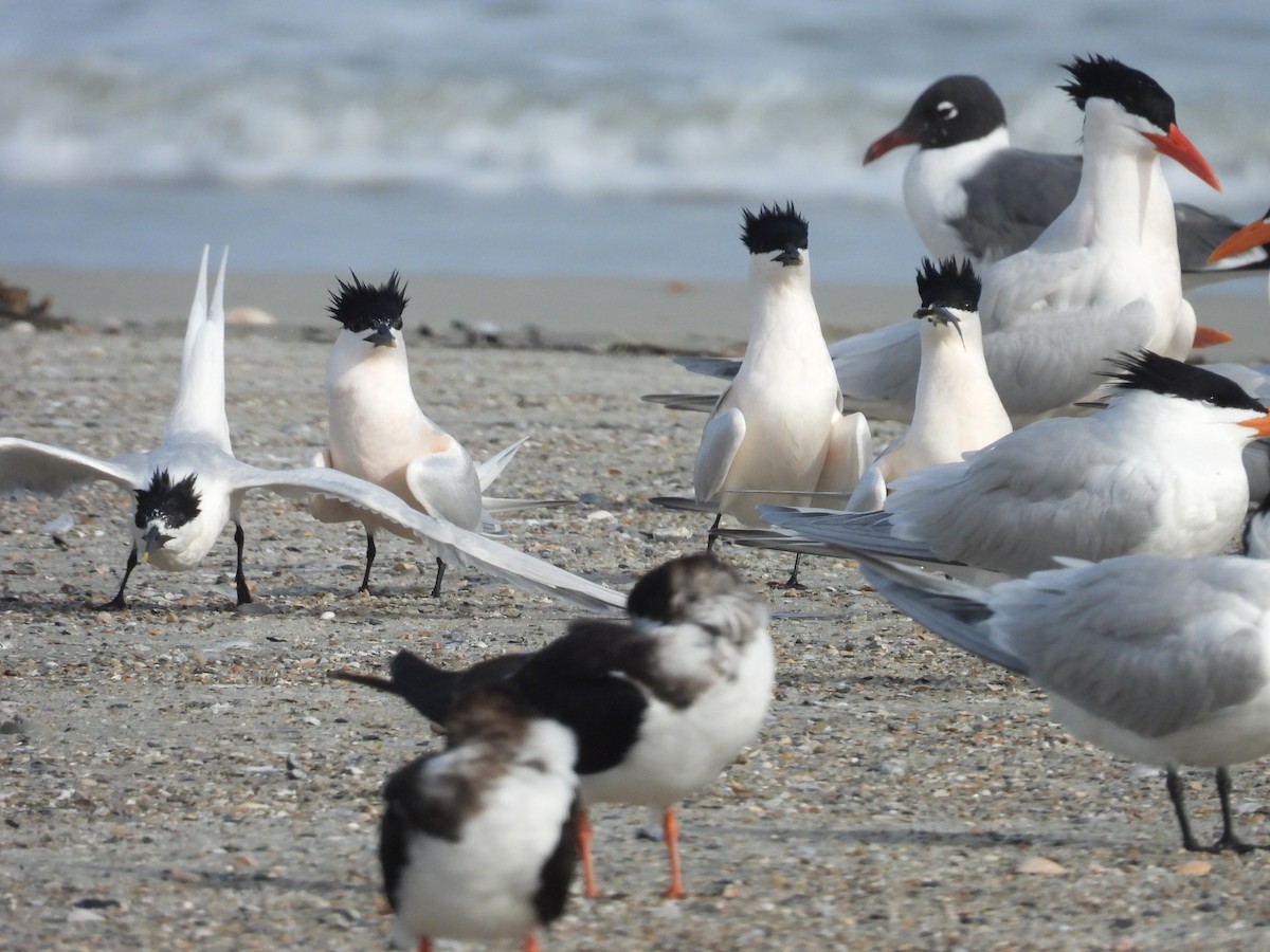 Sandwich Tern - ML632960553