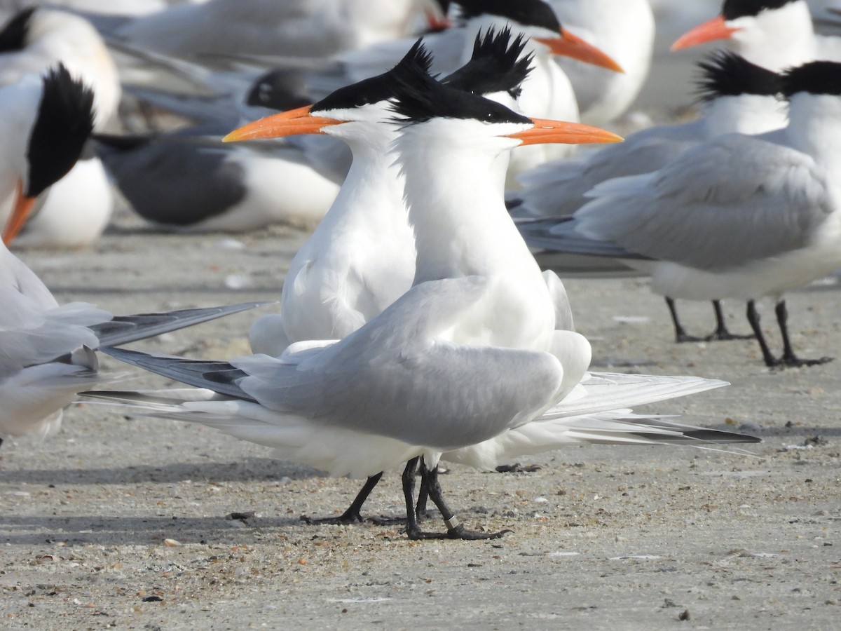 Royal Tern - ML632960562