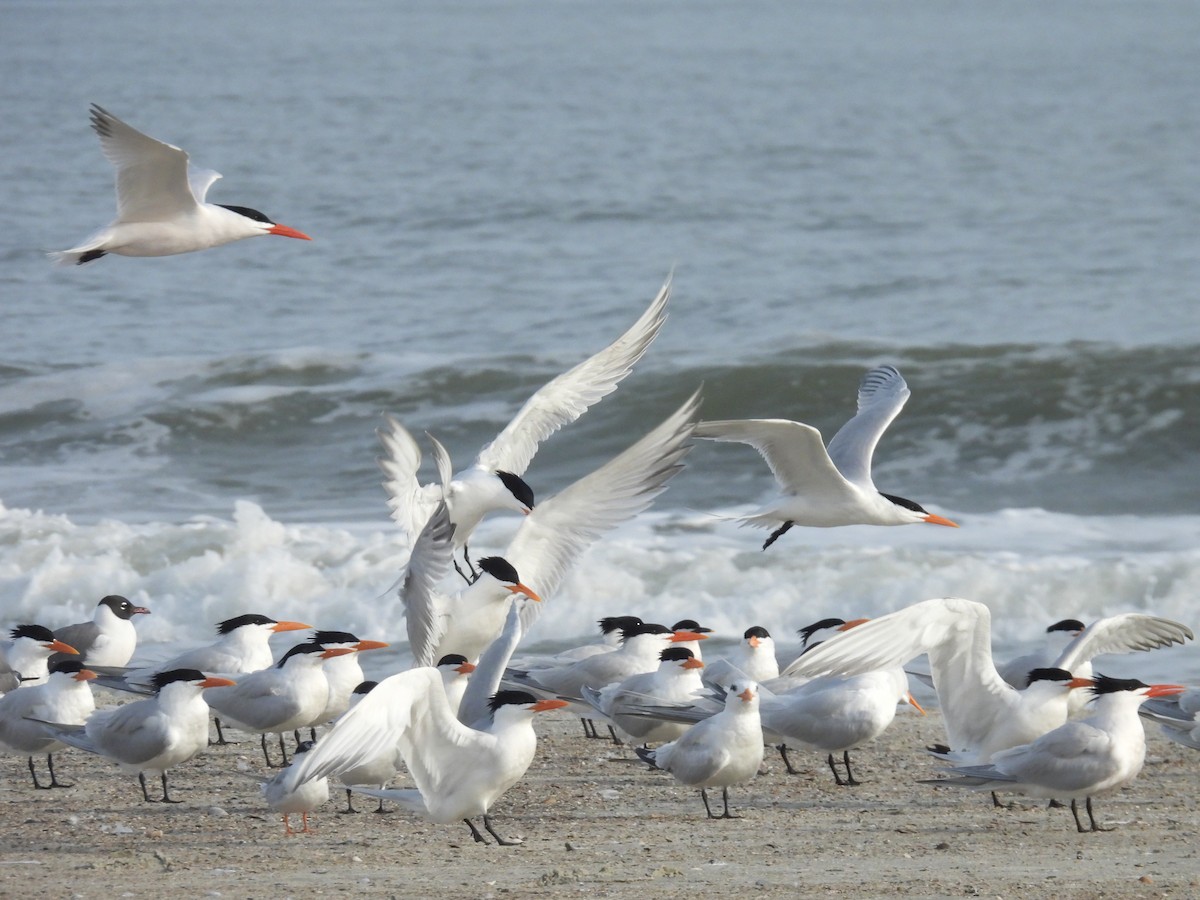 Royal Tern - ML632960598