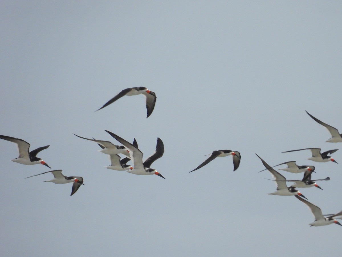 Black Skimmer - ML632960607