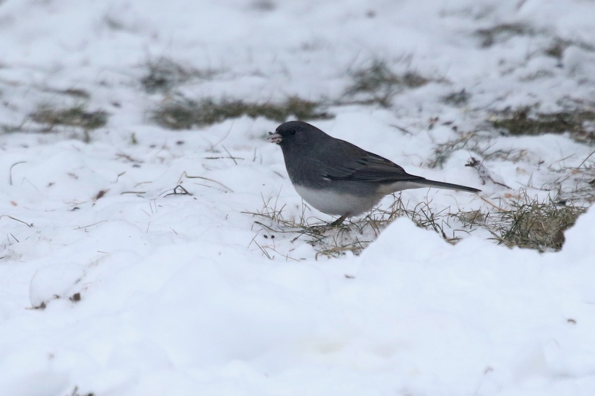 Dark-eyed Junco - ML632960710