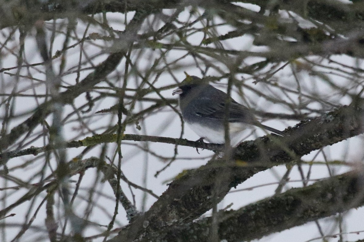 Dark-eyed Junco - ML632960711