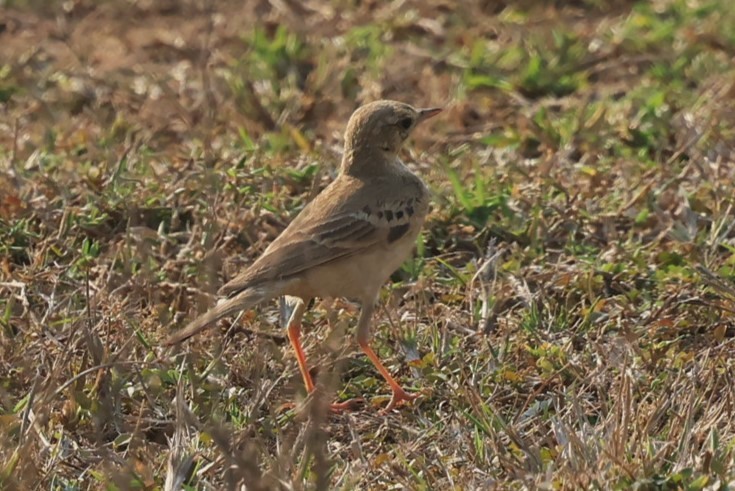 Paddyfield Pipit - ML632960750