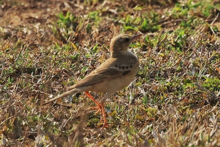 Paddyfield Pipit - ML632960751