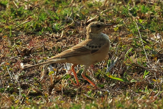 Paddyfield Pipit - ML632960784