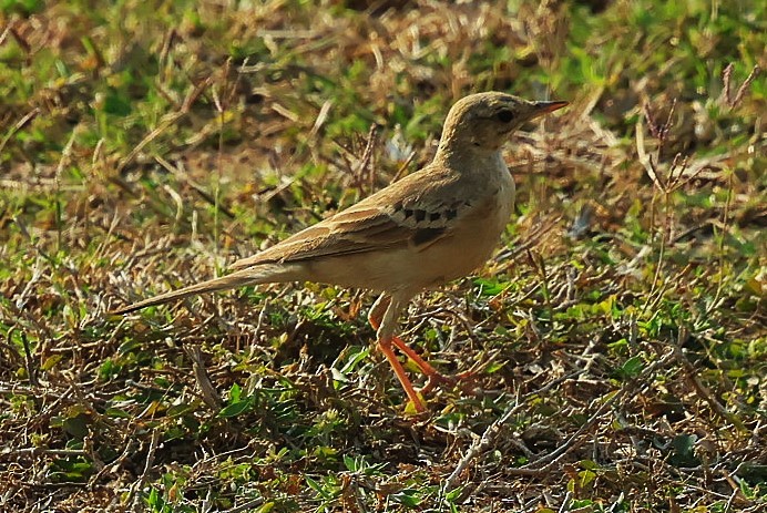 Paddyfield Pipit - ML632960785