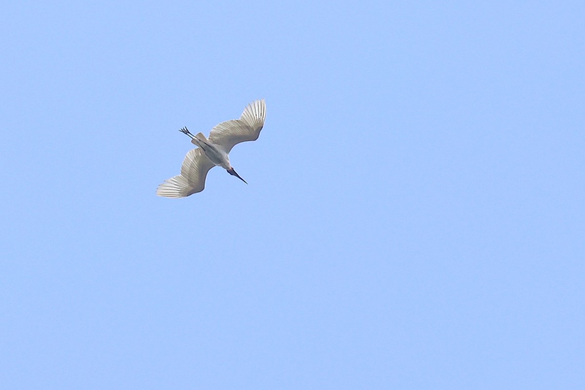 čáp jabiru - ML632960797