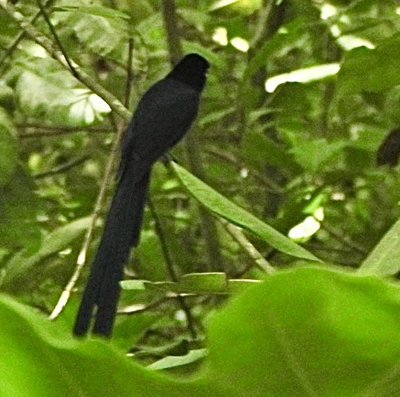 Seychelles Paradise-Flycatcher - ML632960998