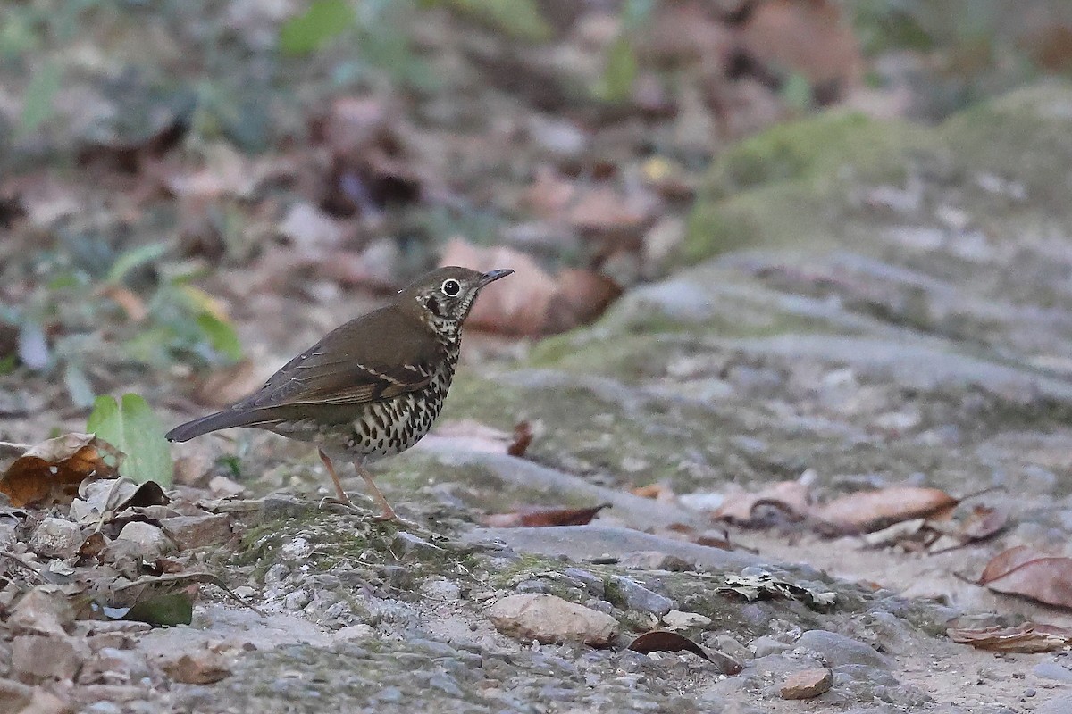 Long-tailed Thrush - ML632961111