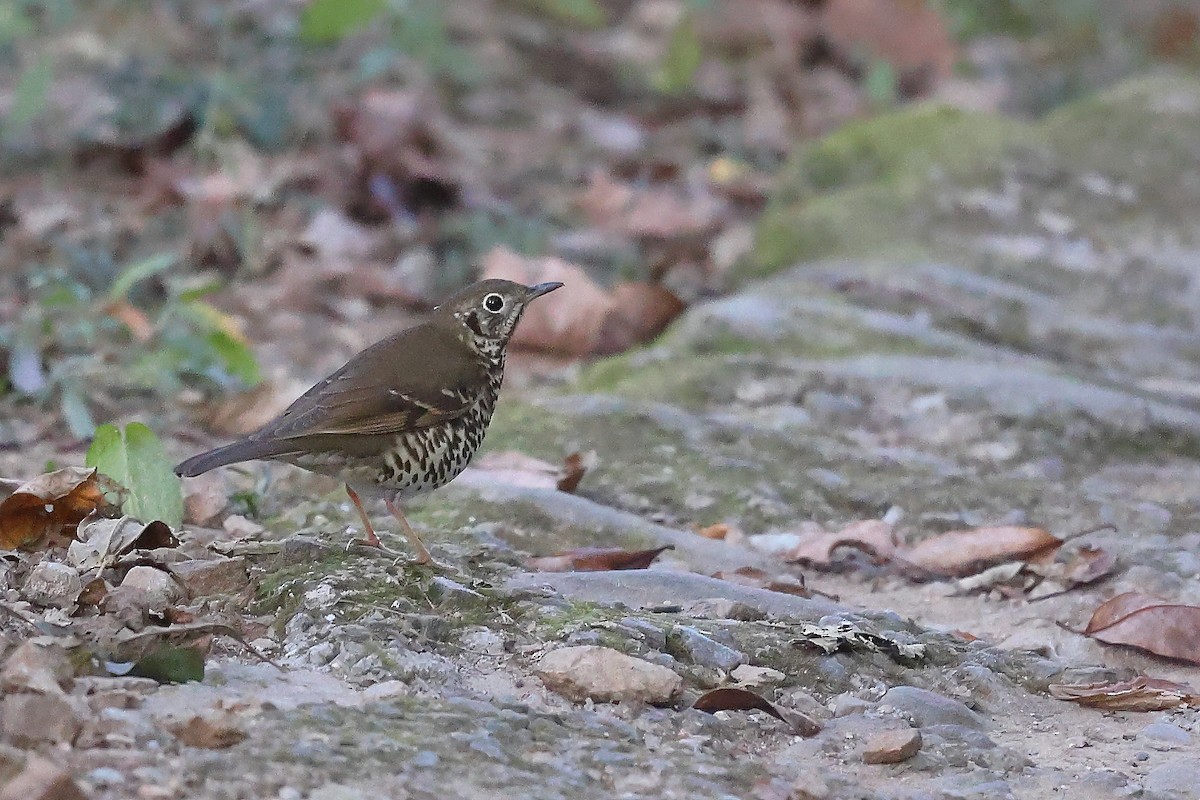 Long-tailed Thrush - ML632961112