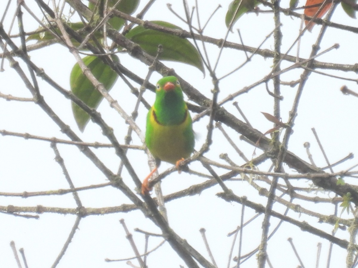 Yellow-collared Chlorophonia - ML632961181