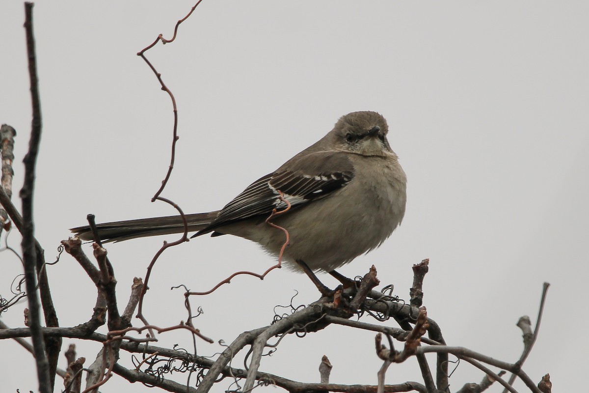 Northern Mockingbird - ML632961348