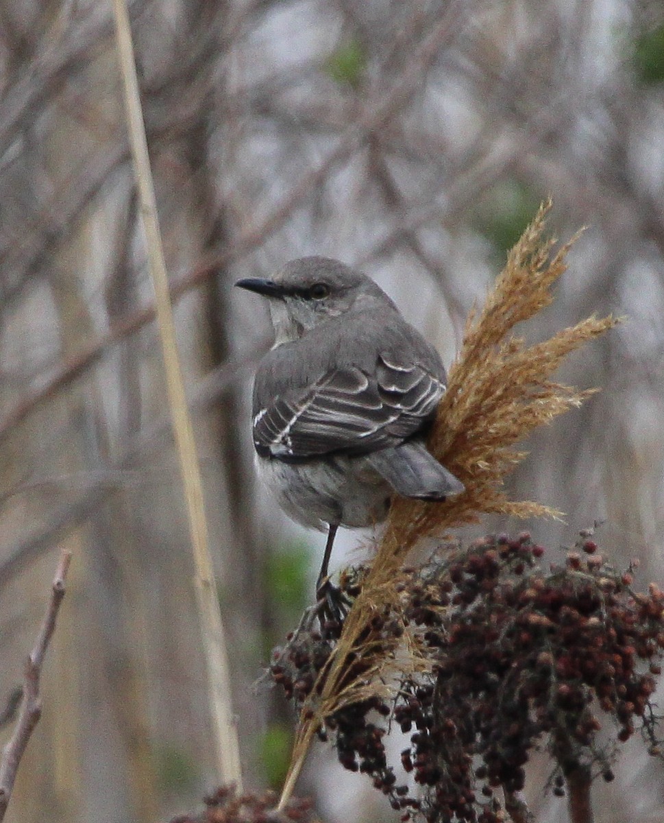 Northern Mockingbird - ML632961349