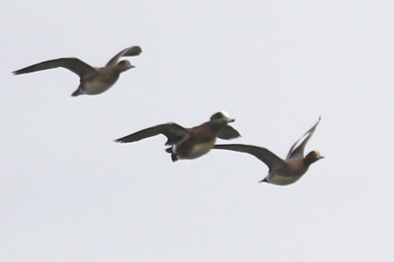 American Wigeon - ML632961437