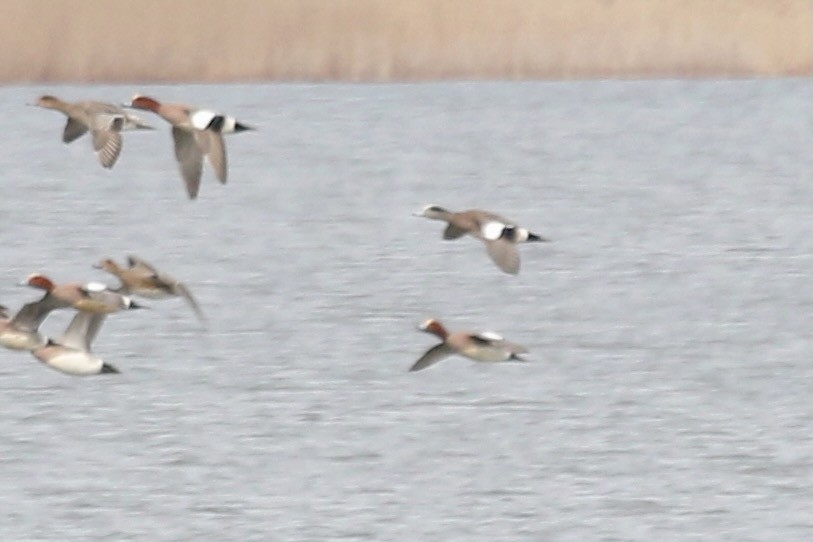 American Wigeon - ML632961439