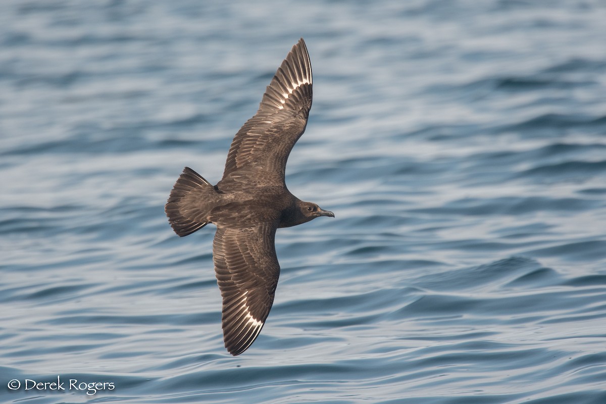 South Polar Skua - Derek Rogers