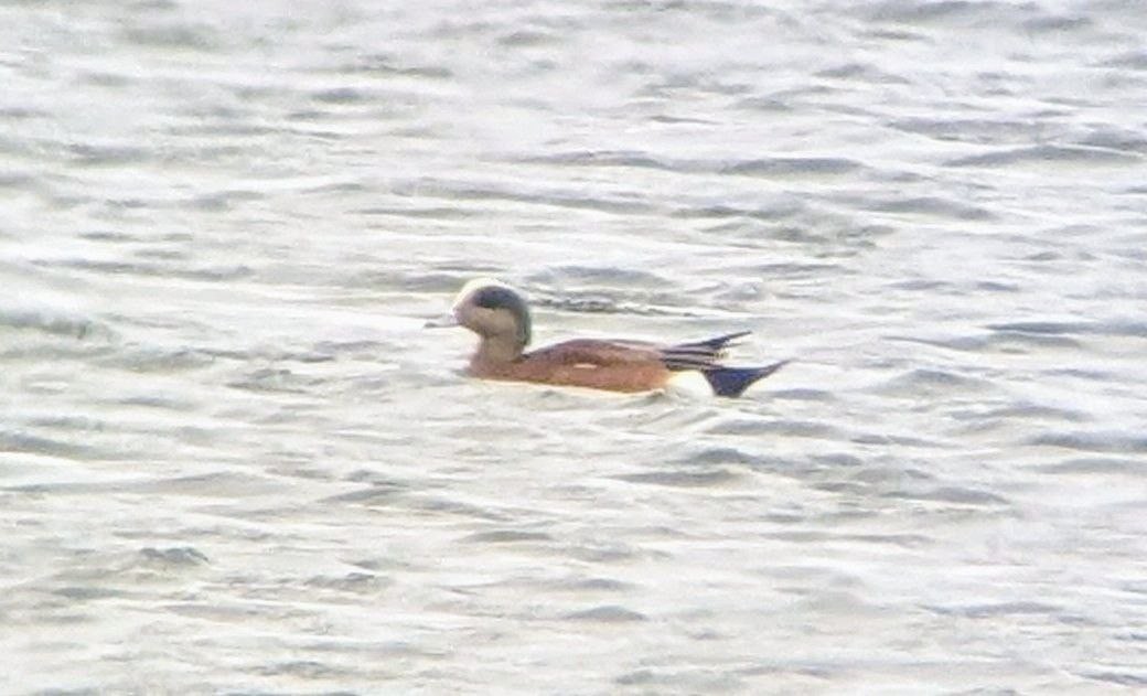 American Wigeon - ML632961512