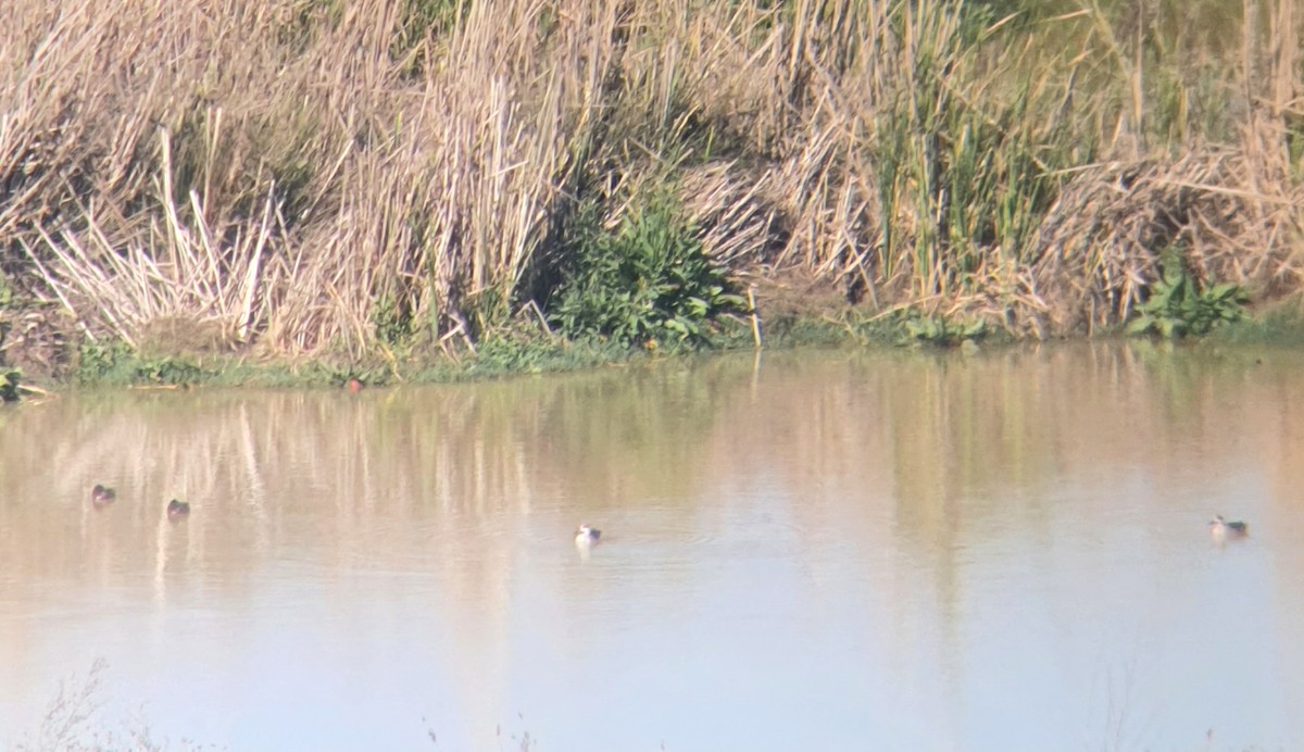 Marbled Duck - ML632961526