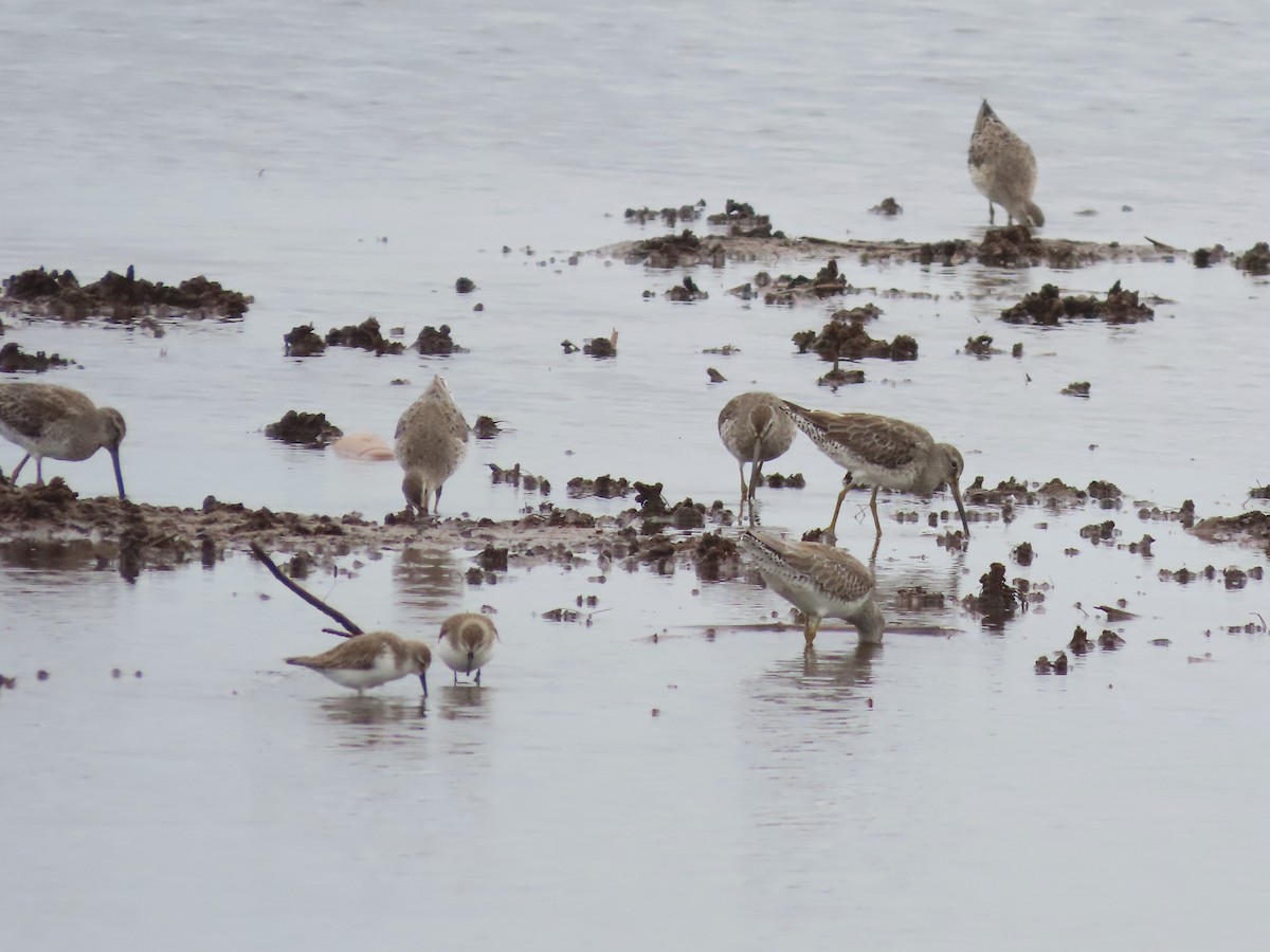 Short-billed Dowitcher - ML632961731