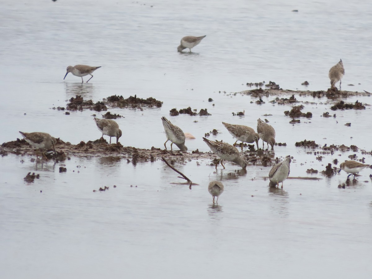 Short-billed Dowitcher - ML632961733